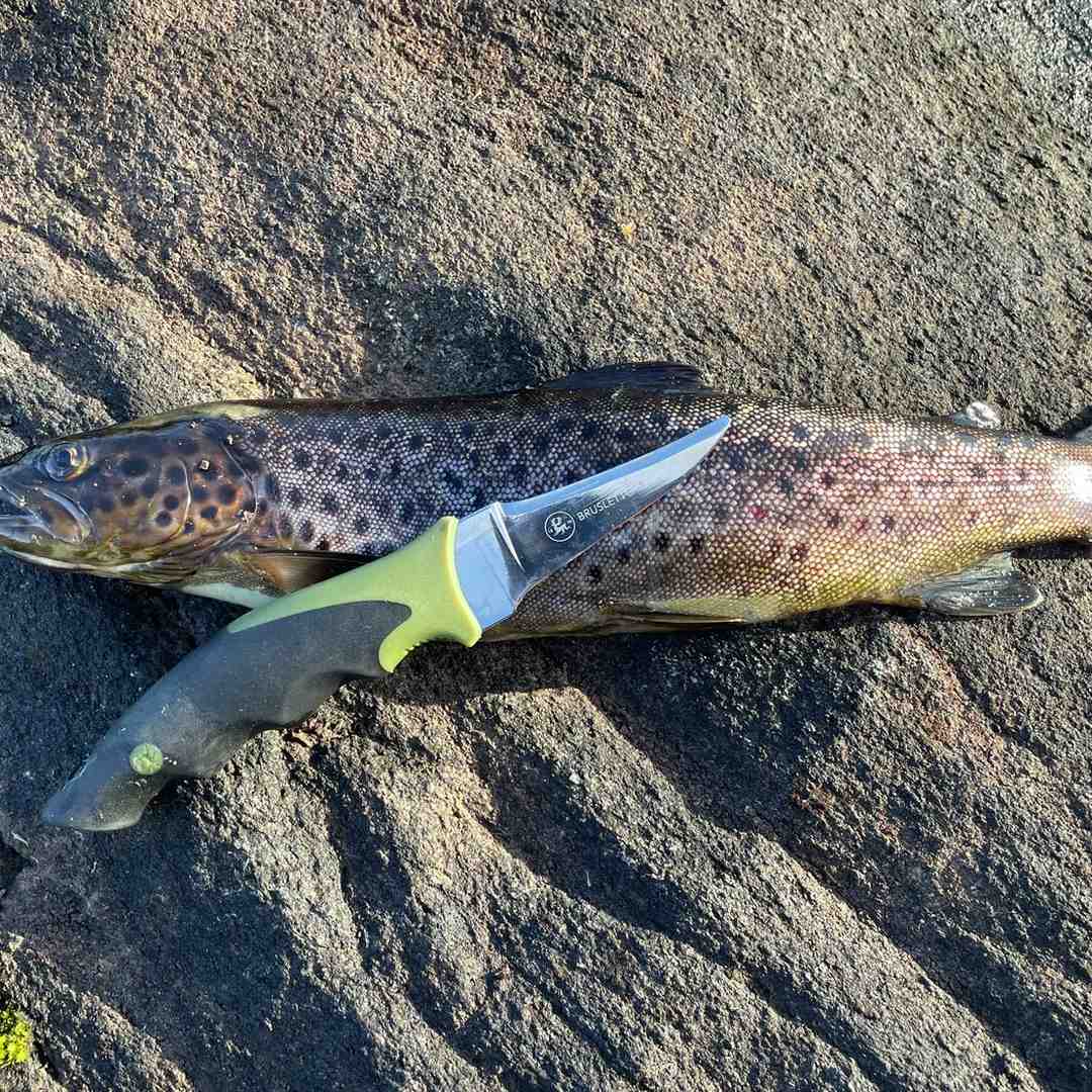 Brusletto Gut Hook Knife