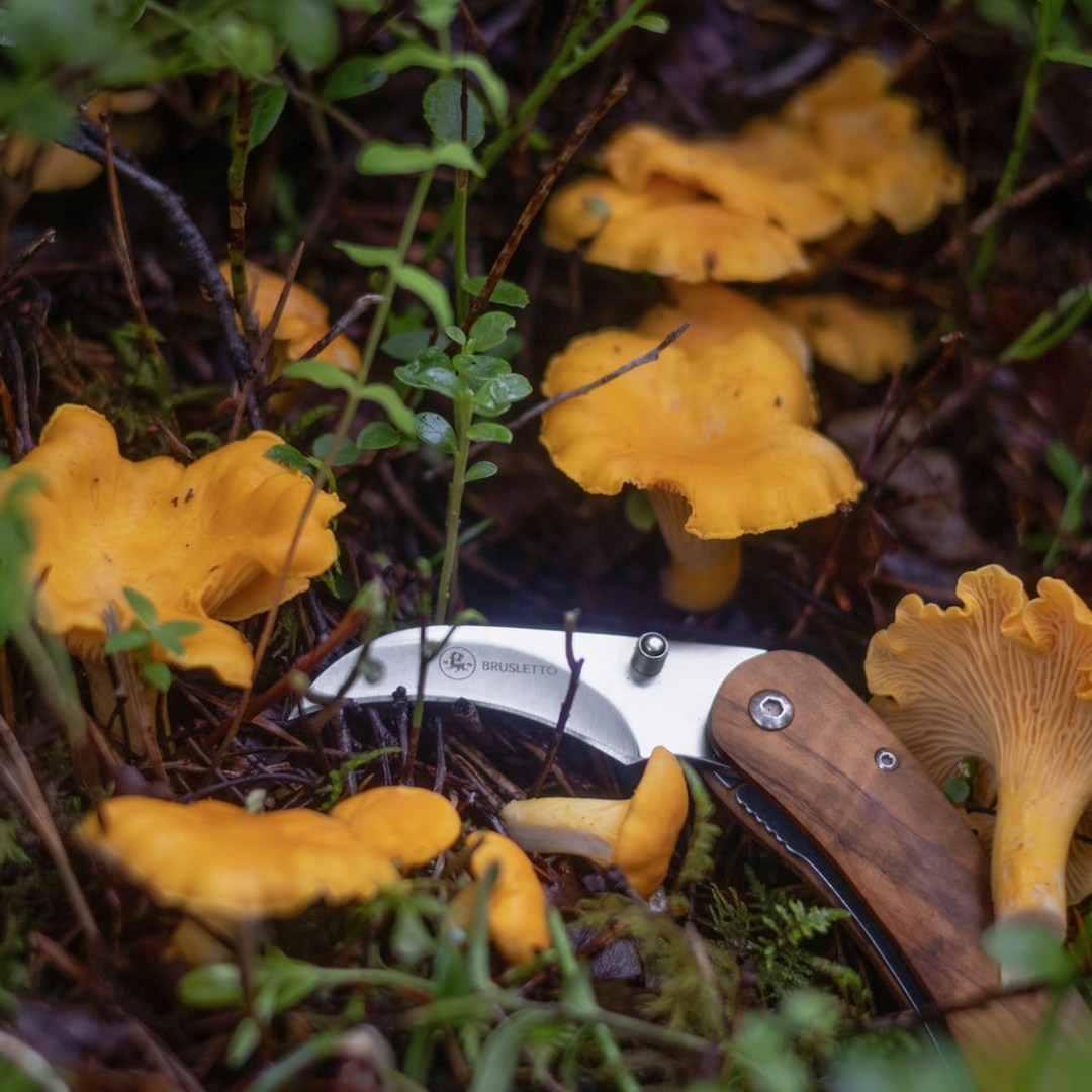 Brusletto Vedalen Folding Mushroom Knife